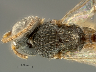 Paramblynotus_matele_SAM-HYM-P039849_head_mesosoma_dorsal