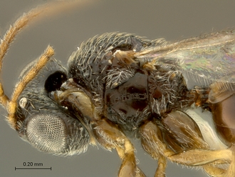 Paramblynotus_matele_SAM-HYM-P039849_head_mesosoma_lateral