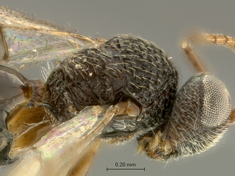 Paramblynotus_matele_SAM-HYM-P039849_mesosoma_dorsolateral