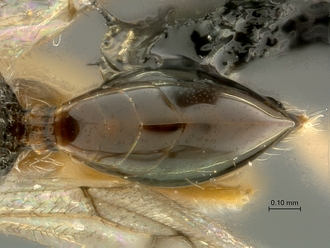 Paramblynotus_matele_SAM-HYM-P039849_metasoma_dorsal