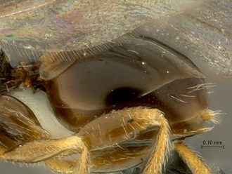 Paramblynotus_matele_SAM-HYM-P039849_metasoma_lateral