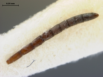Paramblynotus_mixtus_antenna