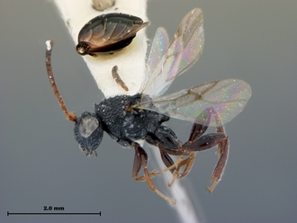 Paramblynotus_mixtus_habitus