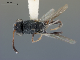 Paramblynotus_mixtus_habitus