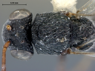 Paramblynotus_mixtus_headmesodors