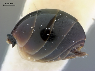 Paramblynotus_mixtus_metasoma