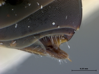 Paramblynotus_mixtus_metasoma