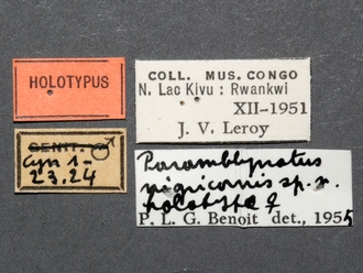 Paramblynotus_nigricornis_HT_female_labels