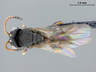 Paramblynotus_parinari_HT_dorsalhabitus