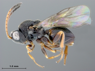 Paramblynotus_parinari_HT_habitus