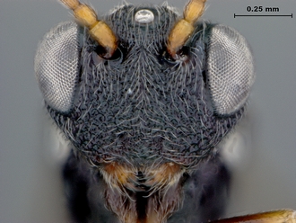 Paramblynotus_parinari_HT_headant02E