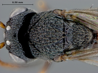 Paramblynotus_parinari_HT_headmesodorsal