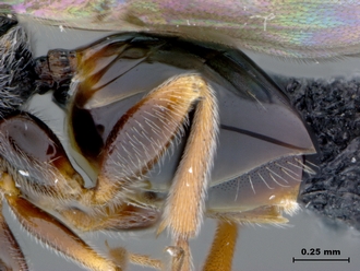 Paramblynotus_parinari_HT_metasomalat02E