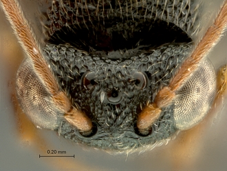 Paramblynotus_ruvubuensis_SAM-HYM-P044100_head_dorsal