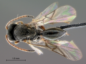 Paramblynotus_ruvubuensis_habitus_dorsal