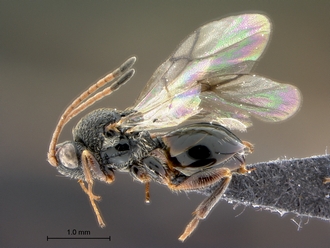 Paramblynotus_ruvubuensis_habitus_lateral