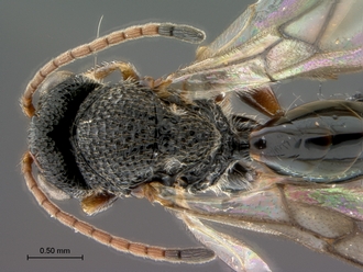 Paramblynotus_ruvubuensis_head_mesosoma_dorsal