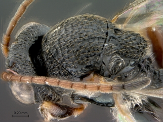 Paramblynotus_ruvubuensis_head_mesosoma_dorsolateral