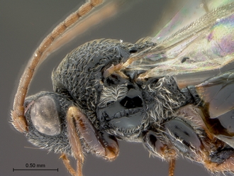 Paramblynotus_ruvubuensis_head_mesosoma_lateral