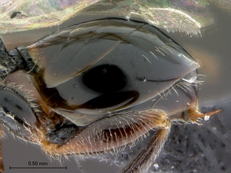 Paramblynotus_ruvubuensis_metasoma_lateral