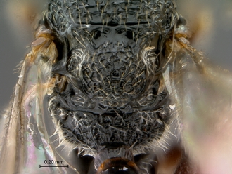 Paramblynotus_ruvubuensis_scutellum_propodeum