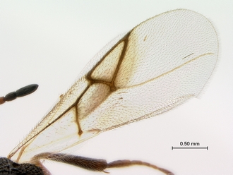 Paramblynotus_ruvubuensis_wings
