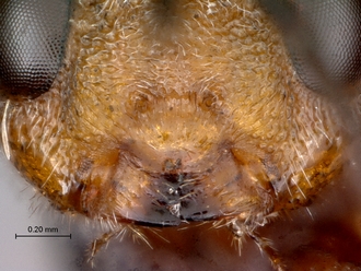 Paramblynotus_seyrigi_MNHN_HT_female_clypeus_mandibles