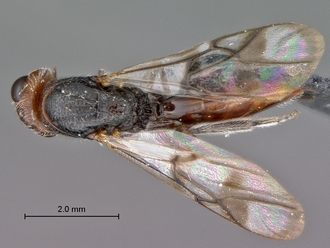 Paramblynotus_seyrigi_MNHN_HT_female_habitus_dorsal
