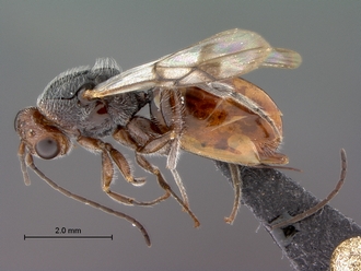 Paramblynotus_seyrigi_MNHN_HT_female_habitus_lateral