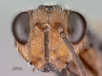 Paramblynotus_seyrigi_MNHN_HT_female_head_frontal