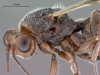Paramblynotus_seyrigi_MNHN_HT_female_head_mesosoma_lateral
