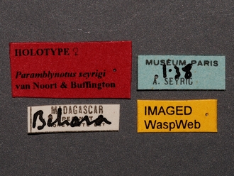 Paramblynotus_seyrigi_MNHN_HT_female_labels