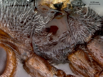 Paramblynotus_seyrigi_MNHN_HT_female_mesopleuron_lateral