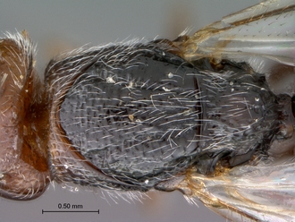 Paramblynotus_seyrigi_MNHN_HT_female_mesosoma_dorsal
