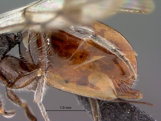 Paramblynotus_seyrigi_MNHN_HT_female_metasoma_lateral