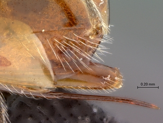 Paramblynotus_seyrigi_MNHN_HT_female_ovipositor_lateral
