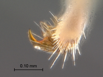 Paramblynotus_seyrigi_MNHN_HT_female_pro-tarsal_claw