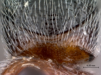 Paramblynotus_seyrigi_MNHN_HT_female_pronotum_dorsal