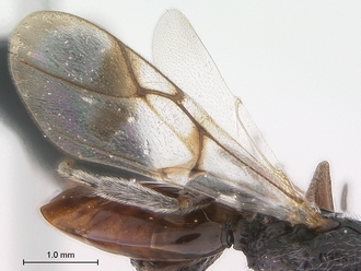 Paramblynotus_seyrigi_MNHN_HT_female_wings