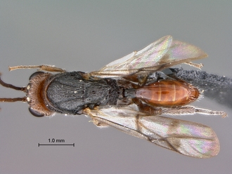 Paramblynotus_seyrigi_MNHN_HT_male_habitus_dorsal