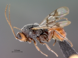 Paramblynotus_seyrigi_MNHN_HT_male_habitus_lateral