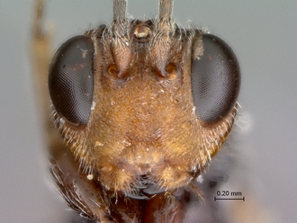 Paramblynotus_seyrigi_MNHN_HT_male_head_frontal