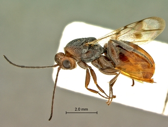 Paramblynotus_seyrigi_SAM-HYM-P031800_female_habitus_lateral