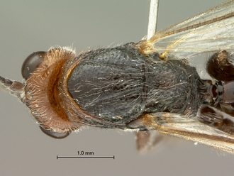 Paramblynotus_seyrigi_SAM-HYM-P031800_female_head_mesosoma_dorsal