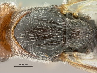 Paramblynotus_seyrigi_SAM-HYM-P031800_female_mesosoma_dorsal