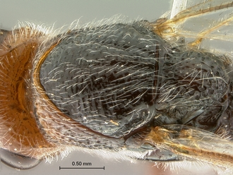 Paramblynotus_seyrigi_SAM-HYM-P031800_female_mesosoma_dorsolateral