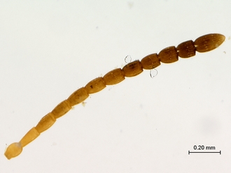 Paramblynotus_trisetosus_HT_female_antenna