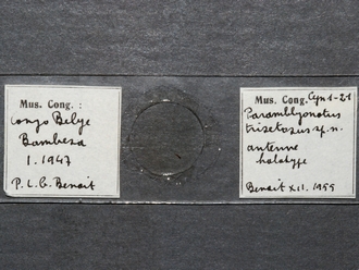 Paramblynotus_trisetosus_HT_female_antenna_slide