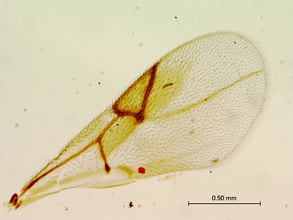 Paramblynotus_trisetosus_HT_female_forewing