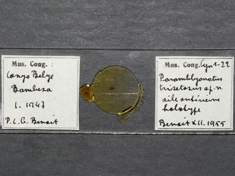 Paramblynotus_trisetosus_HT_female_forewing_slide